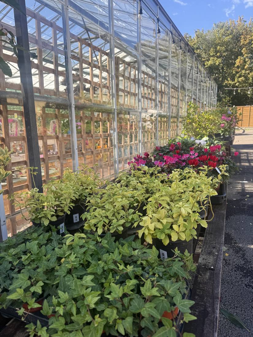 Inside one of the glasshouses, planted up and in full growth
